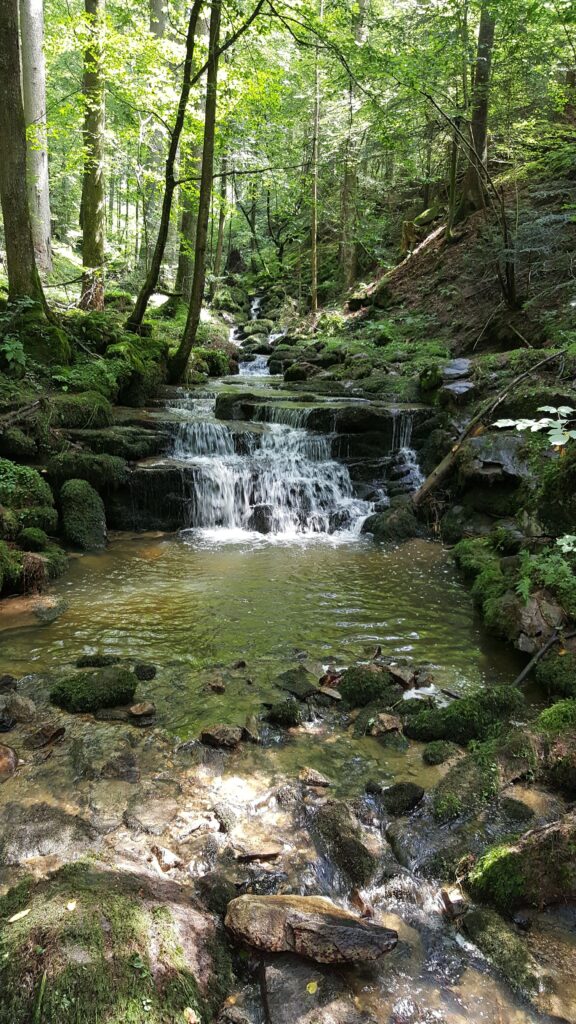 A serene forest stream with a cascading waterfall surrounded by lush greenery in Passau, Germany.